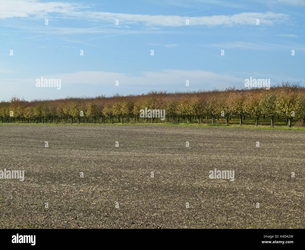 La piantagione di frutta in autunno visto da una distanza Foto Stock