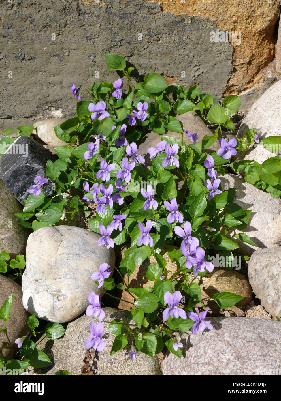 Dolci violette, marzo violette crescere tra i sassi Foto Stock