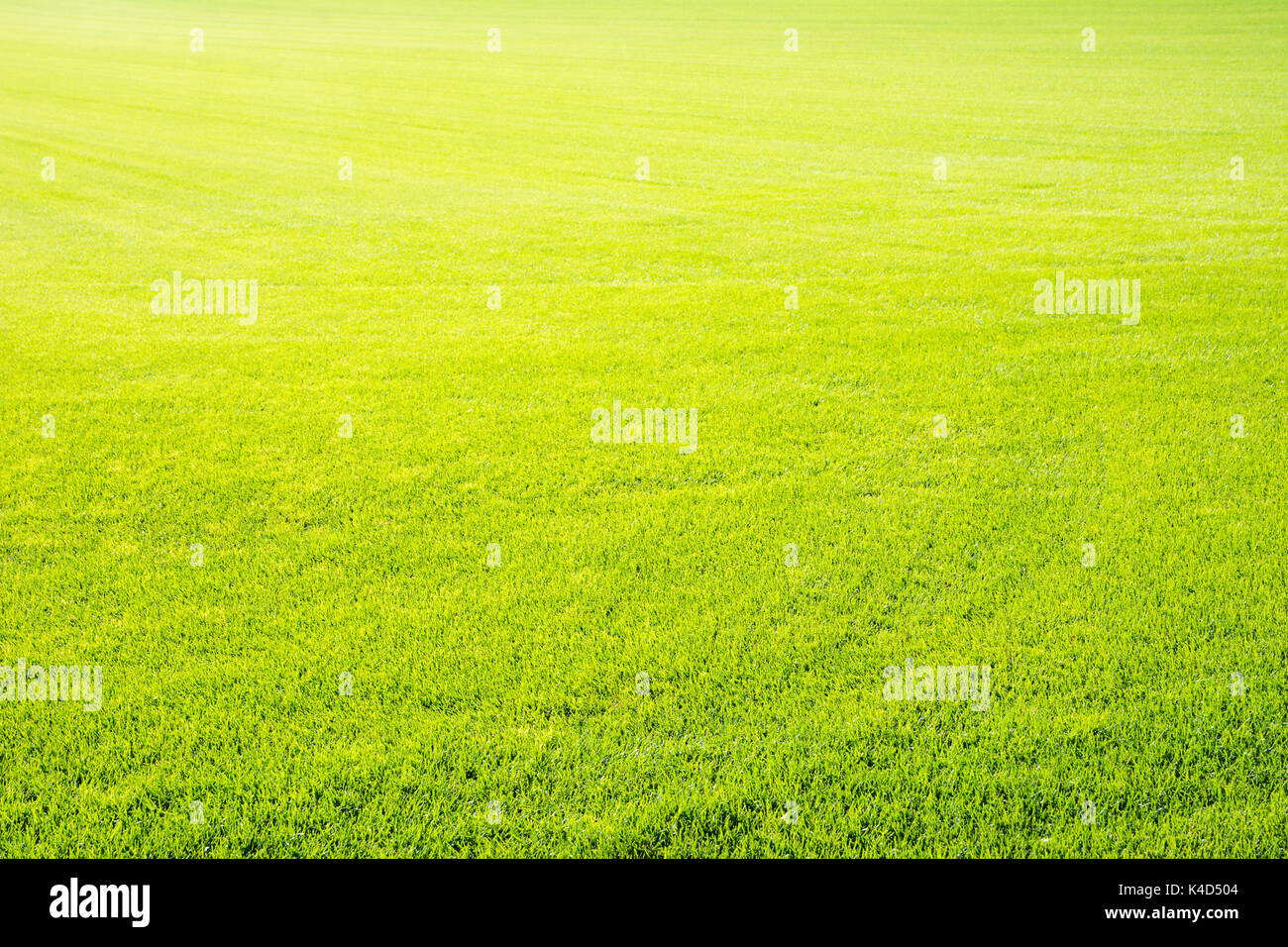Erba verde sullo sfondo di un taglio corto golf prato Foto Stock