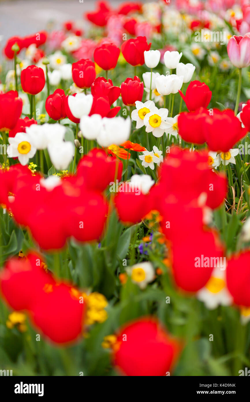 Un letto di fiori con un sacco di tulipani, focus su sfondo. Foto Stock