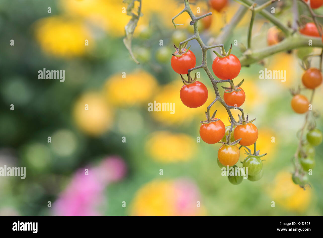 Solanum pimpernelifolium. Pomodori ribes sulla vite. Cimelio di pomodoro. Pomodoro selvatico Foto Stock