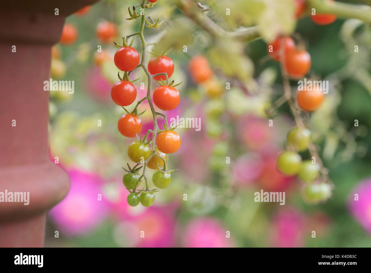 Solanum pimpernelifolium. Pomodori ribes sulla vite. Cimelio di pomodoro. Pomodoro selvatico Foto Stock
