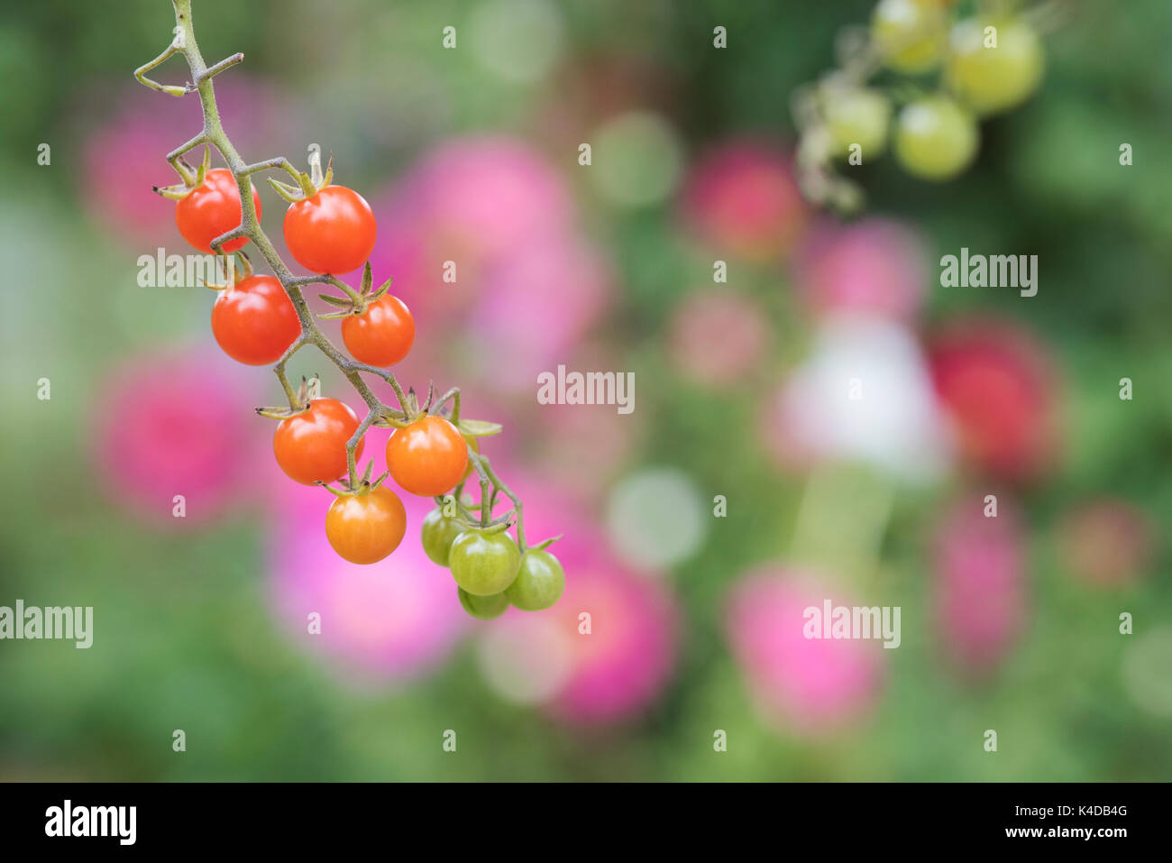 Solanum pimpernelifolium. Pomodori ribes sulla vite. Cimelio di pomodoro. Pomodoro selvatico Foto Stock