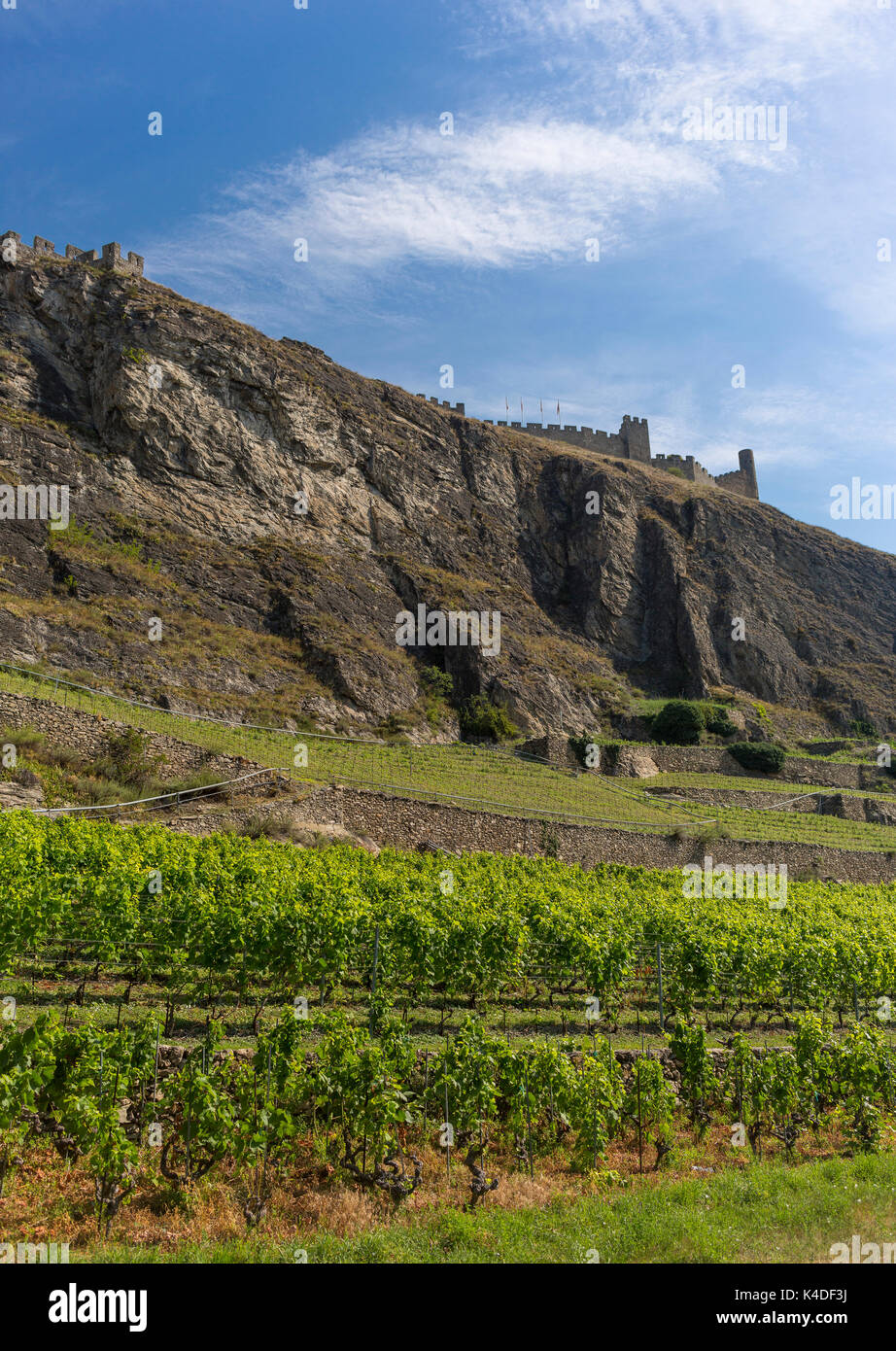 SION, Svizzera - vigneti di uve e Tourbillon Castello sulla cresta. Foto Stock