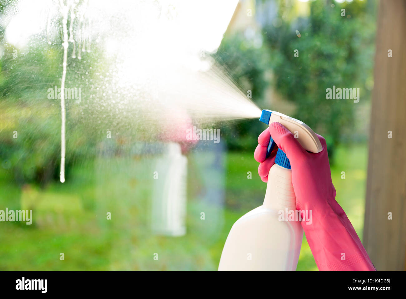 Mani femminili in rosa guanti finestra di pulizia con panno giallo e spray detergente. Pulizia di Primavera, i lavori domestici concept Foto Stock
