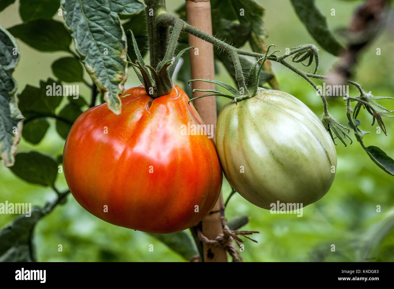 Pianta di pomodoro su vite, pomodori maturando sulla vite coltivando frutta attaccata ad un bastone di sostegno Foto Stock