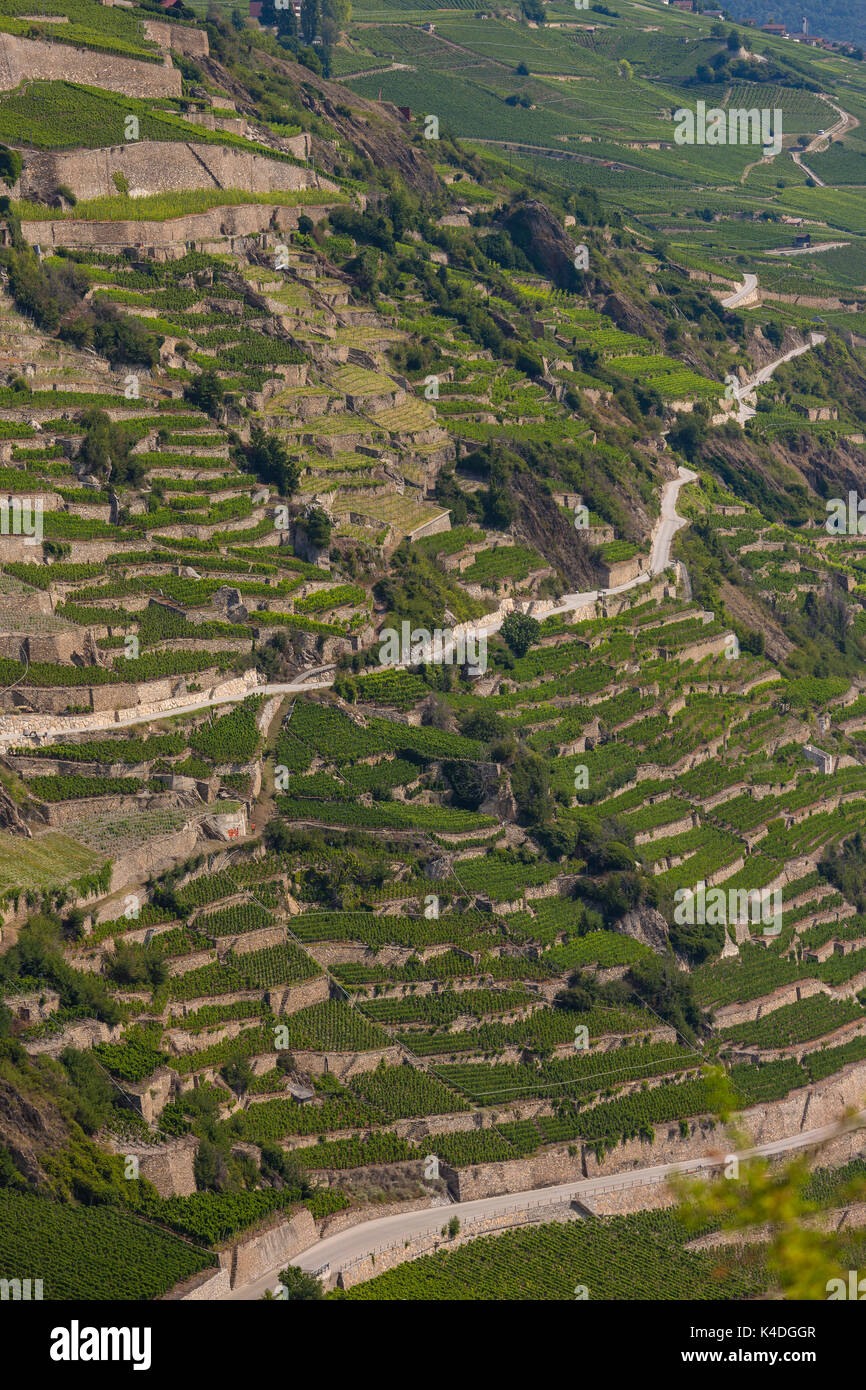 SION, Svizzera - Vigna agricoltura terrazze ih regione vinicola di Sion. Foto Stock