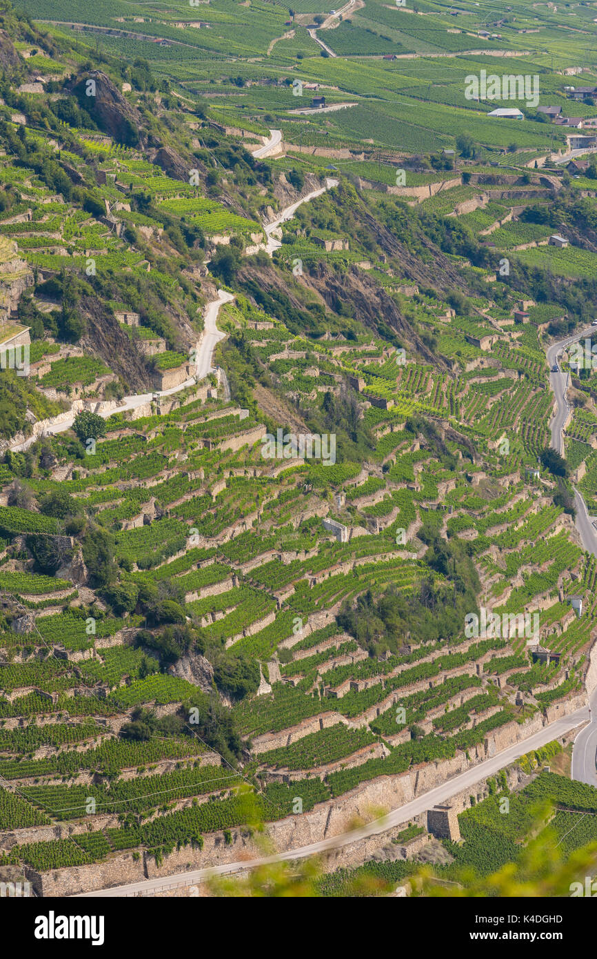 SION, Svizzera - Vigna agricoltura terrazze ih regione vinicola di Sion. Foto Stock