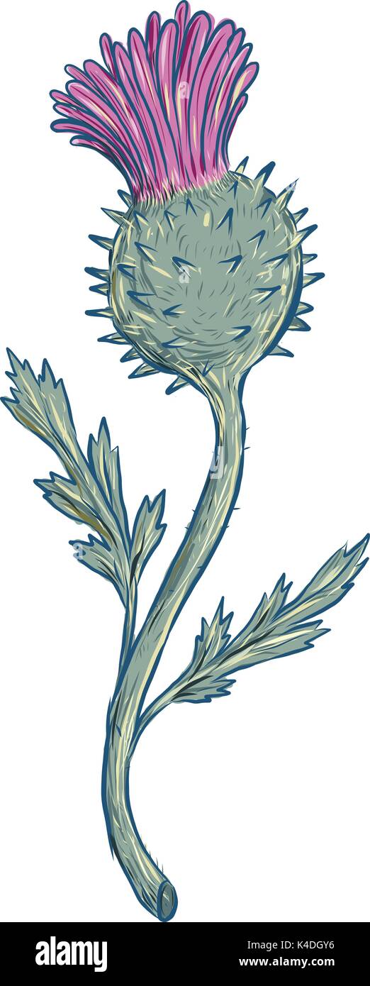 Schizzo di disegno illustrazione dello stile di Scottish Thistle, la fioritura delle piante con spine taglienti nella famiglia Asteraceae su sfondo isolato. Illustrazione Vettoriale