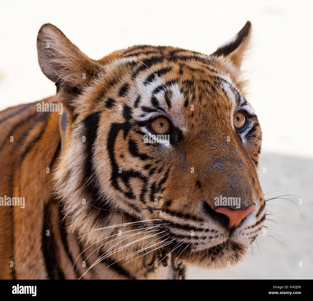 Giornata calda. Closeup ritratto di grande tiger nel lago nel buddista di Tempio di Tiger, Kanchanaburi Thailandia Foto Stock