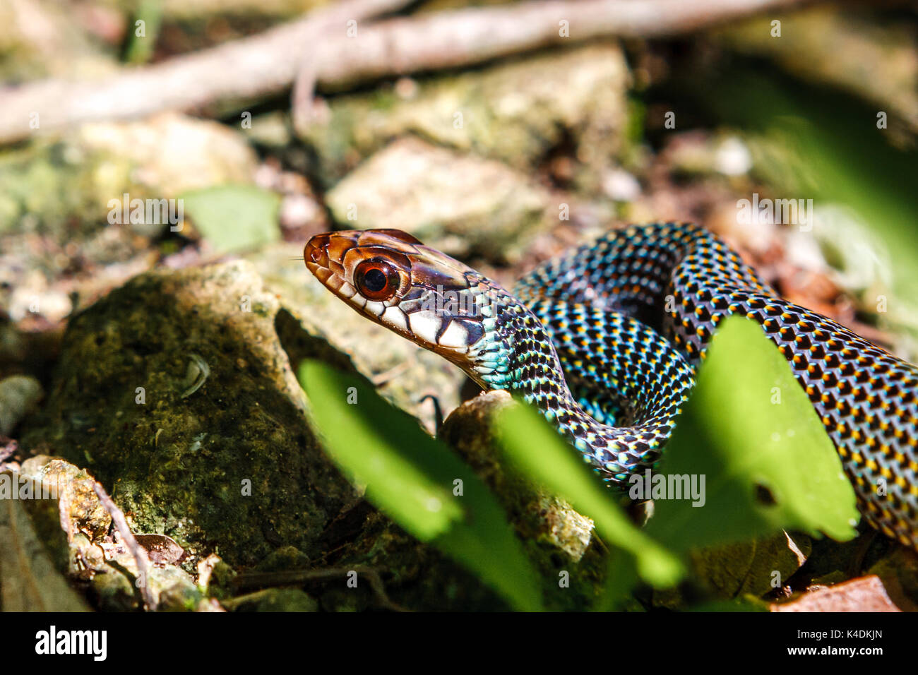 Piccolo serpente colorato al Cobà sito archeologico, Quintana Roo, Messico. Foto Stock