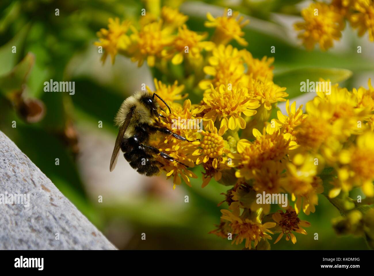 Bumble l'ape Foto Stock