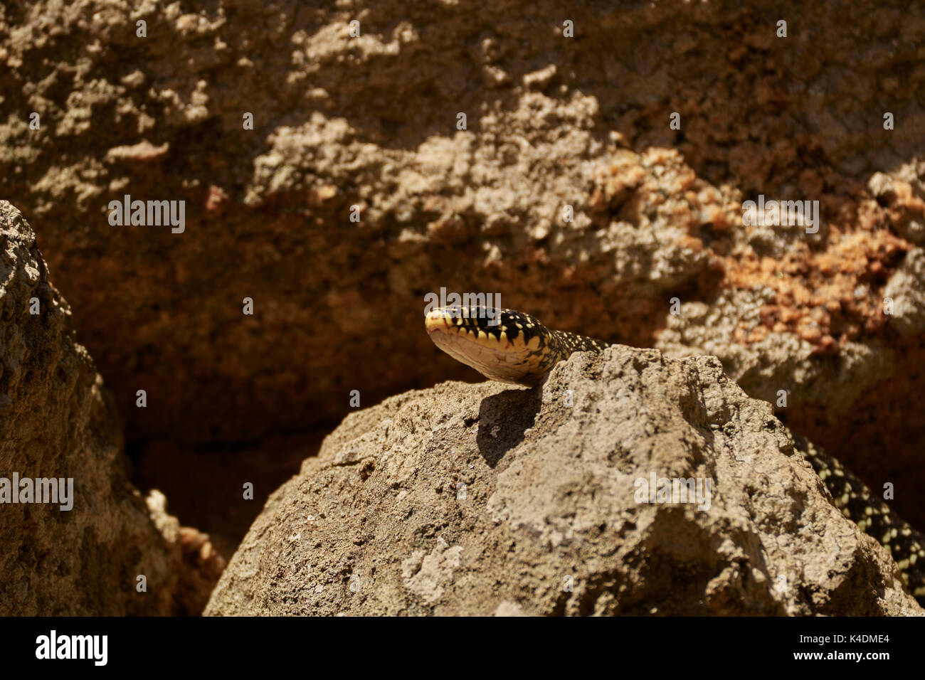 Western frusta Snake, o Green Whip Snake, Hierophis viridiflavus, Sardegna, Italia Foto Stock