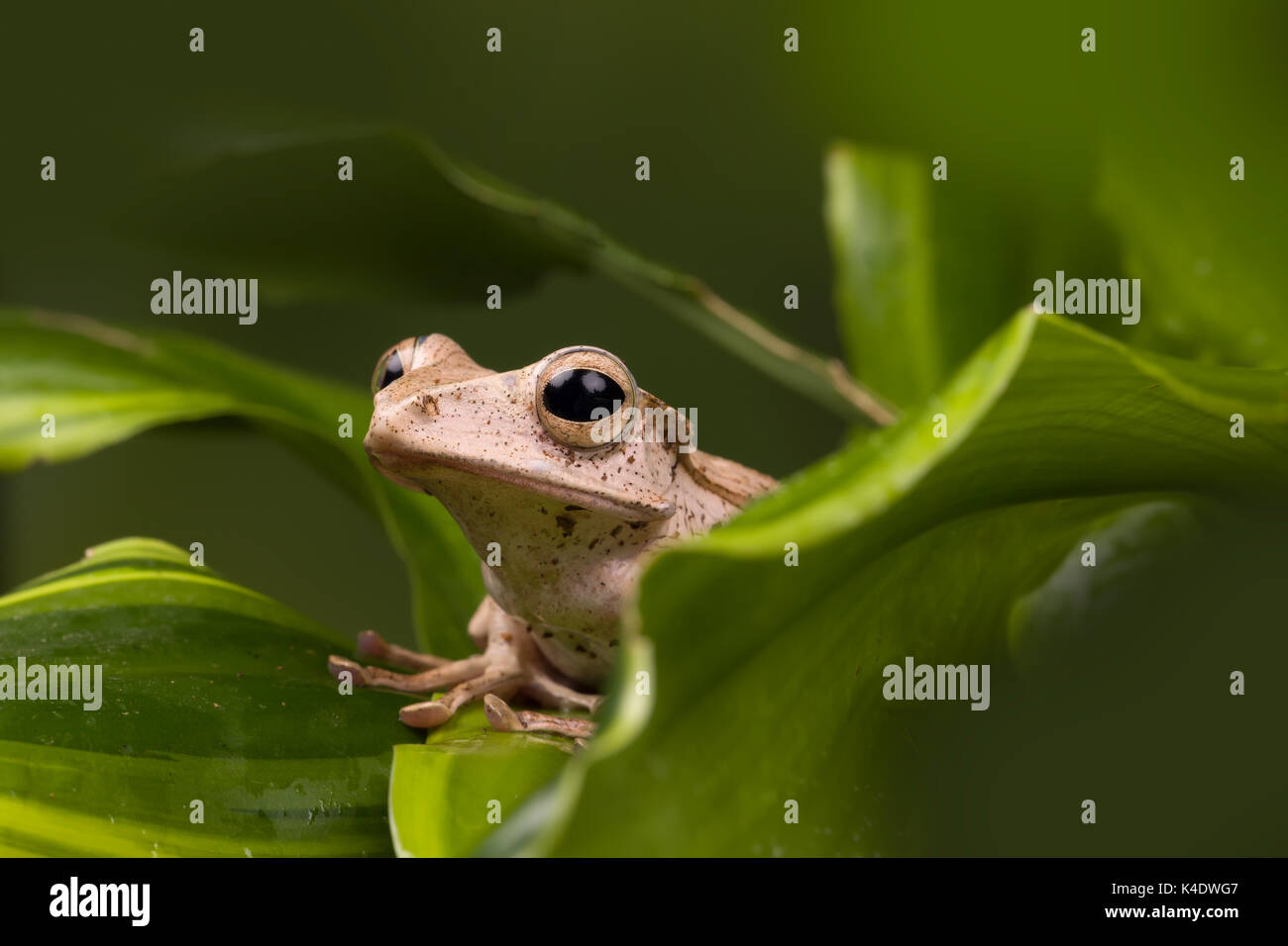 Adulto borneo eared rana su foglie verdi Foto Stock