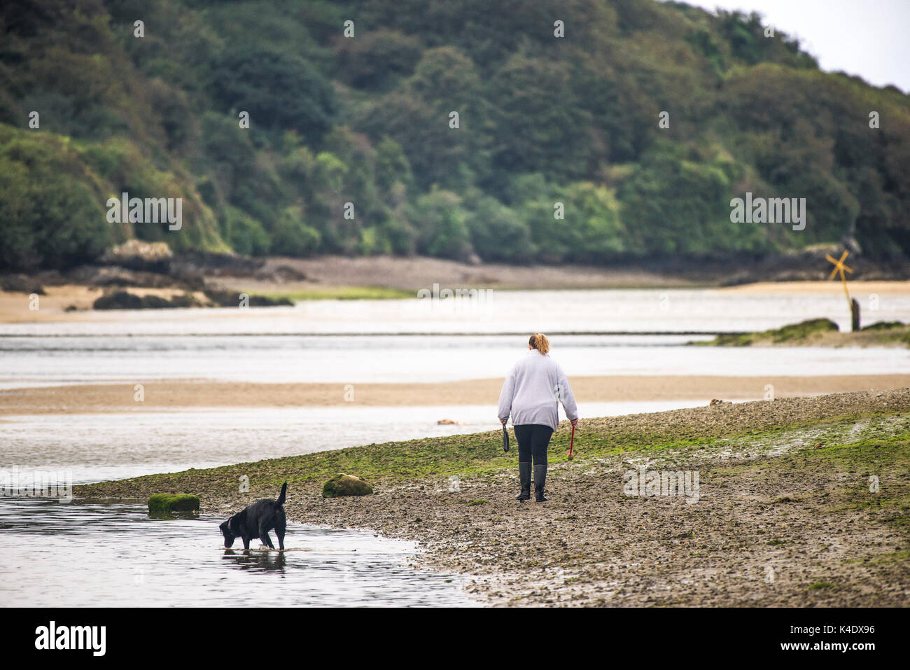 Gannel estuary- un dog walker e il suo animale domestico passeggiate sulle rive del fiume gannel in Newquay, Cornwall. Foto Stock