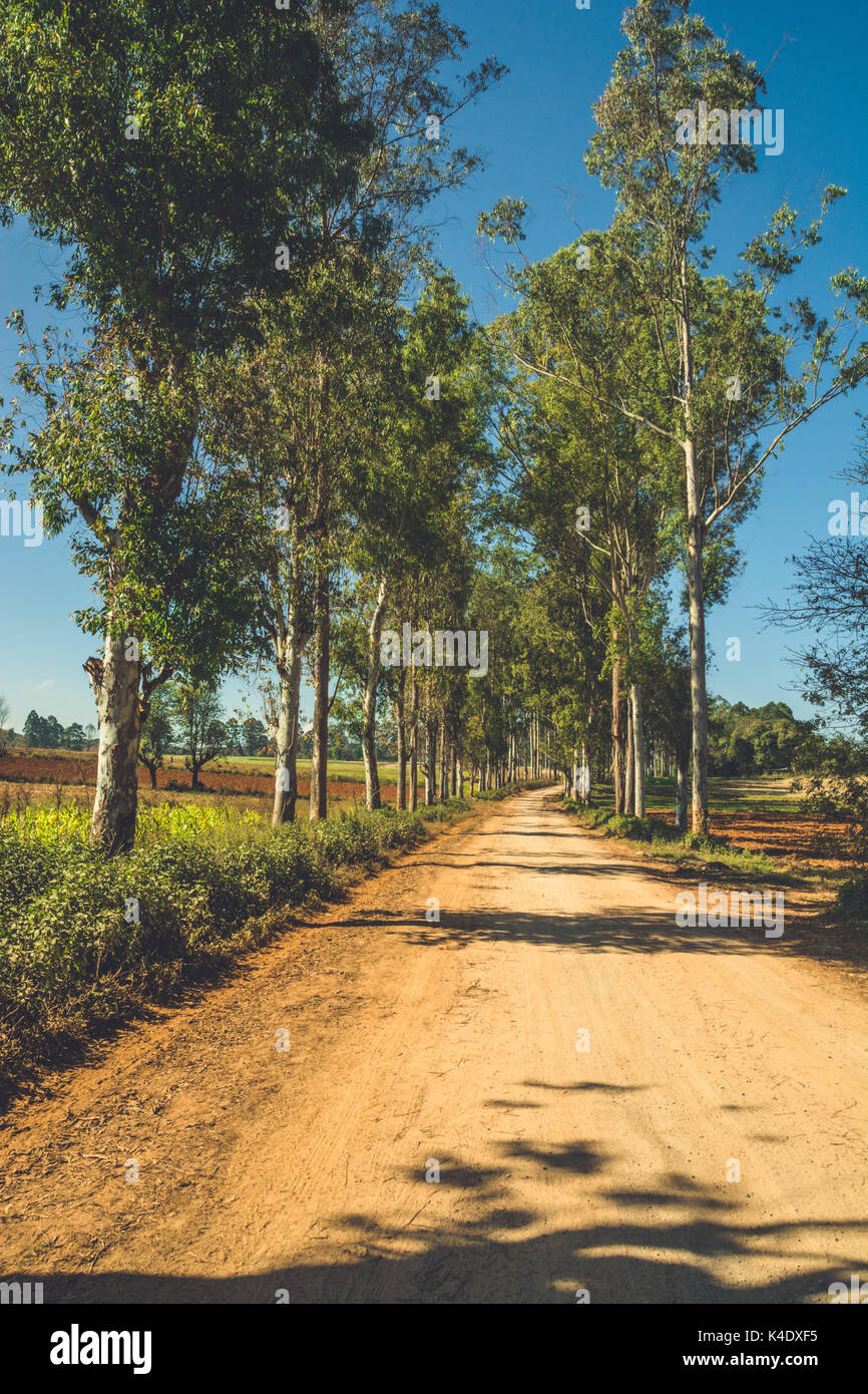 Un viale alberato strada sterrata che conduce attraverso la campagna di Stato Shan, MYANMAR Birmania. Dic. 2013. Foto Stock