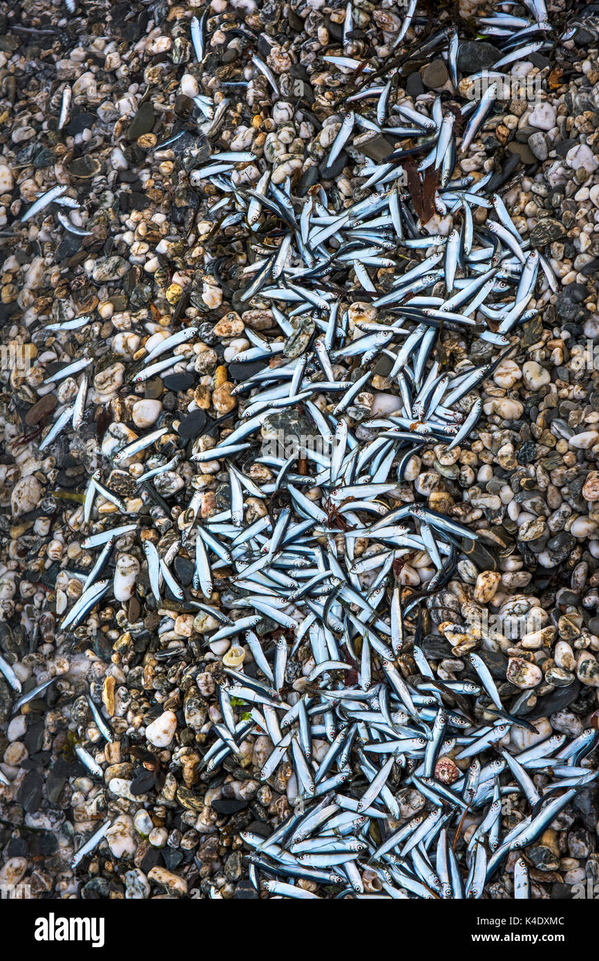 Morto il cicerello lavato fino sulla riva di una spiaggia di ciottoli. Foto Stock