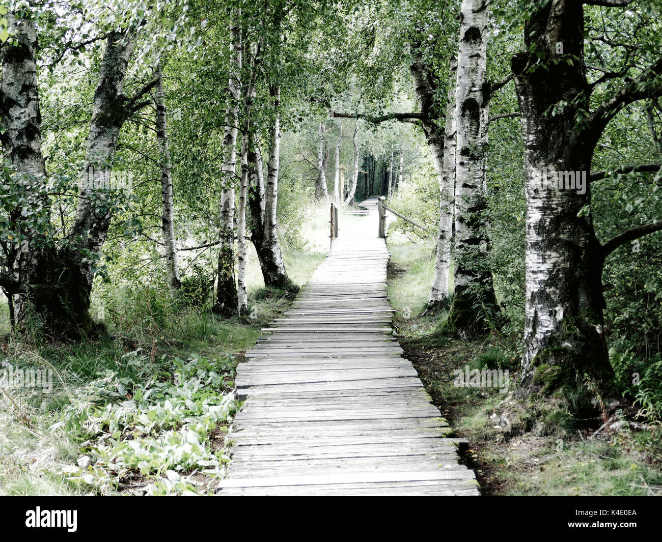 Modo sicuro attraverso il Moor, Log lastricato percorso nel Black Moor, Rhoen Foto Stock