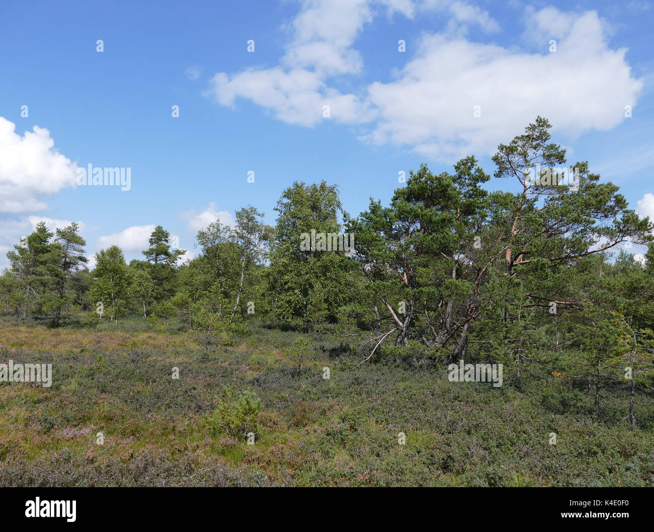 Black Moor In Rhoen Foto Stock