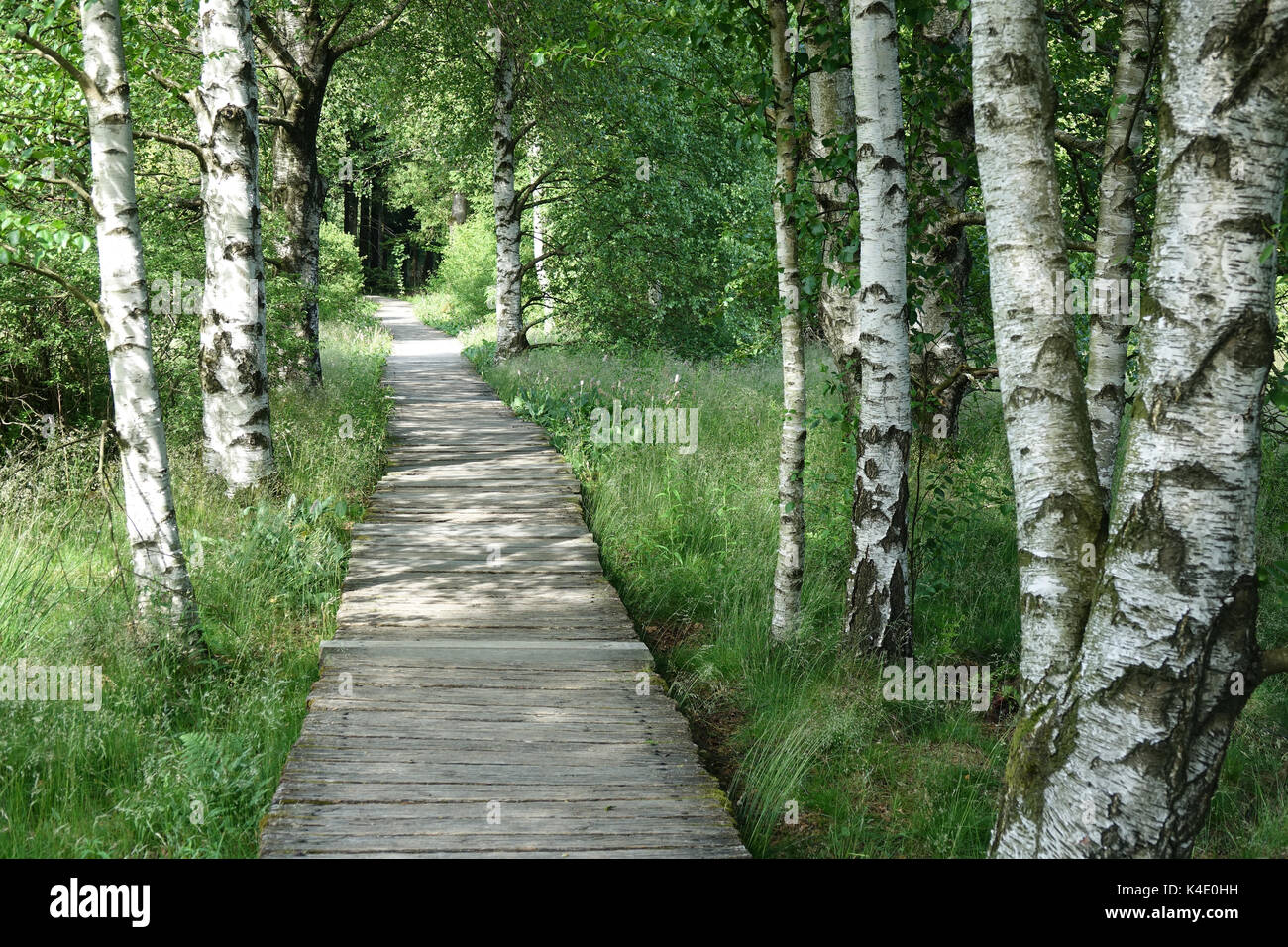 La Betulla Copse, Betula Pubescens, In Black Moor, Rhoen Foto Stock