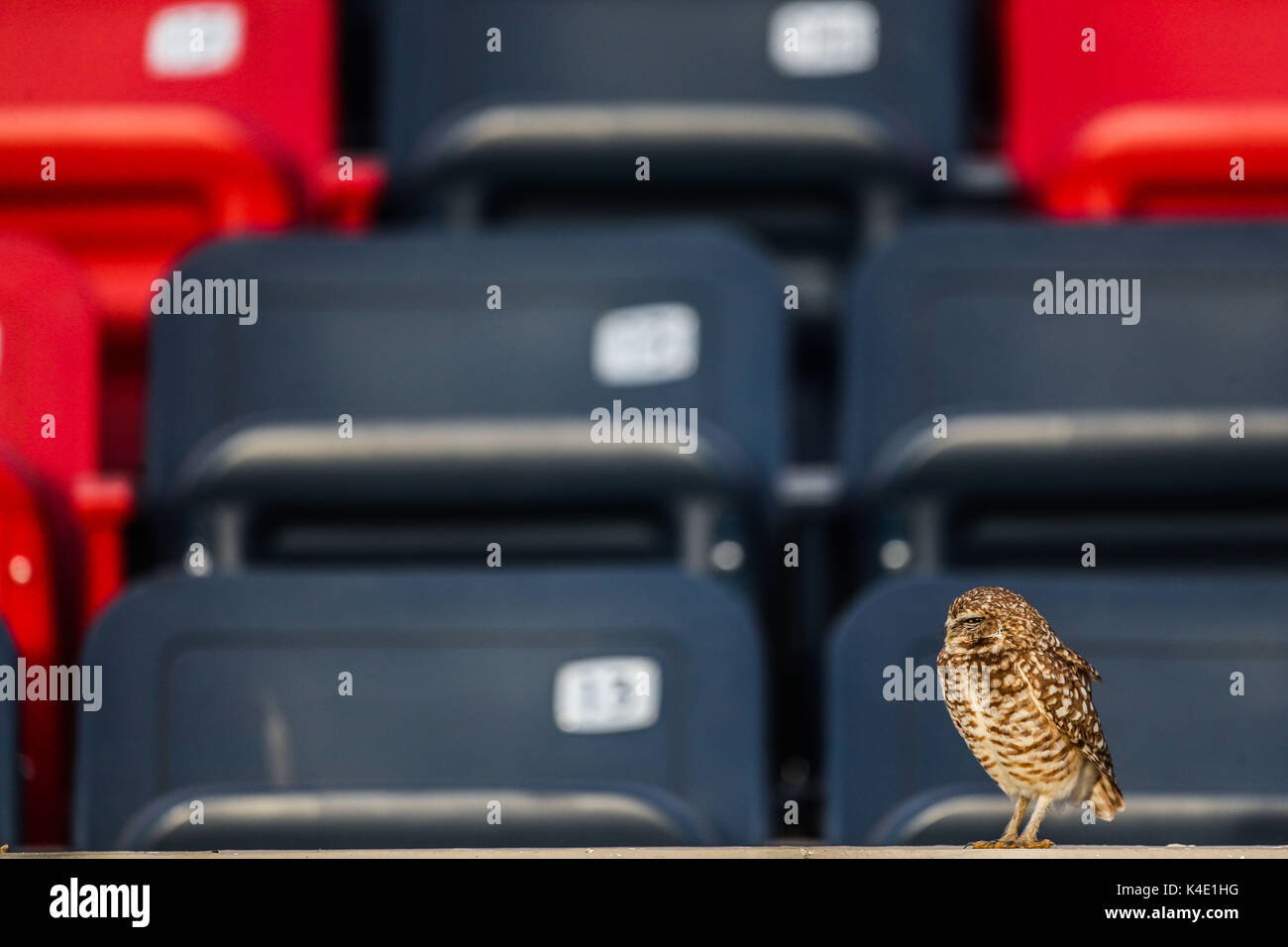 Un gufo che vive nello stadio Hereo de Nacozari appare sulla corte durante le parti del bordeaux della Mexican soccer league. Hermosillo Foto Stock