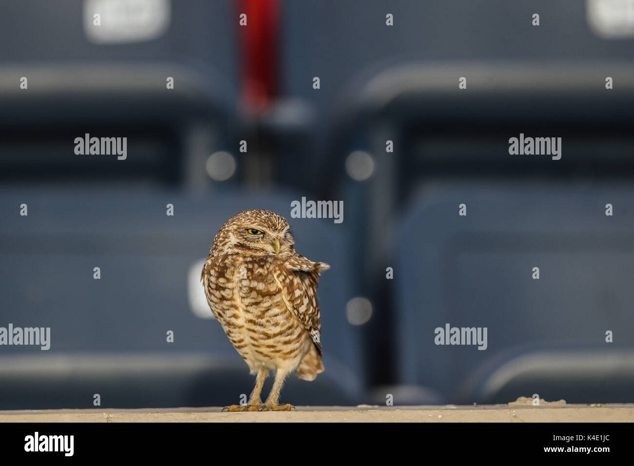 Un gufo che vive nello stadio Hereo de Nacozari appare sulla corte durante le parti del bordeaux della Mexican soccer league. Hermosillo Foto Stock