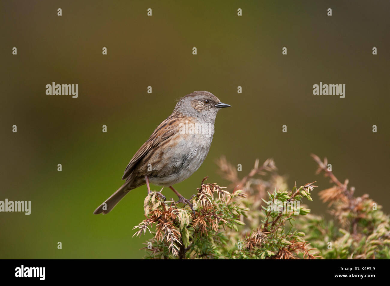 Dunnock, Prunella modularis, ritratto del singolo adulto appollaiato sulla boccola. La Scozia, Regno Unito. Foto Stock