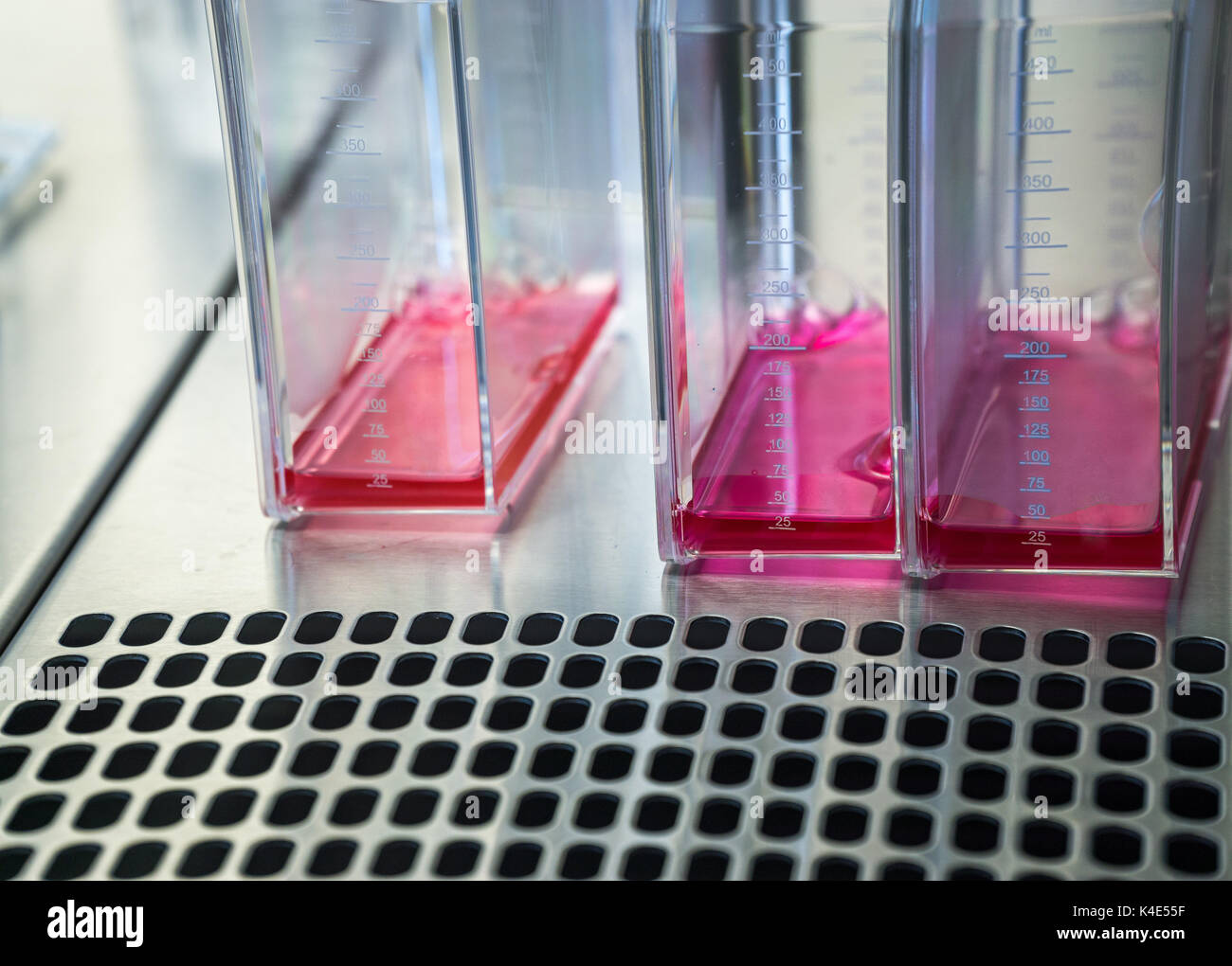 Il lavoro di laboratorio presso una banca sterile. La divisione di una cella in una coltura cellulare in pallone. Foto Stock