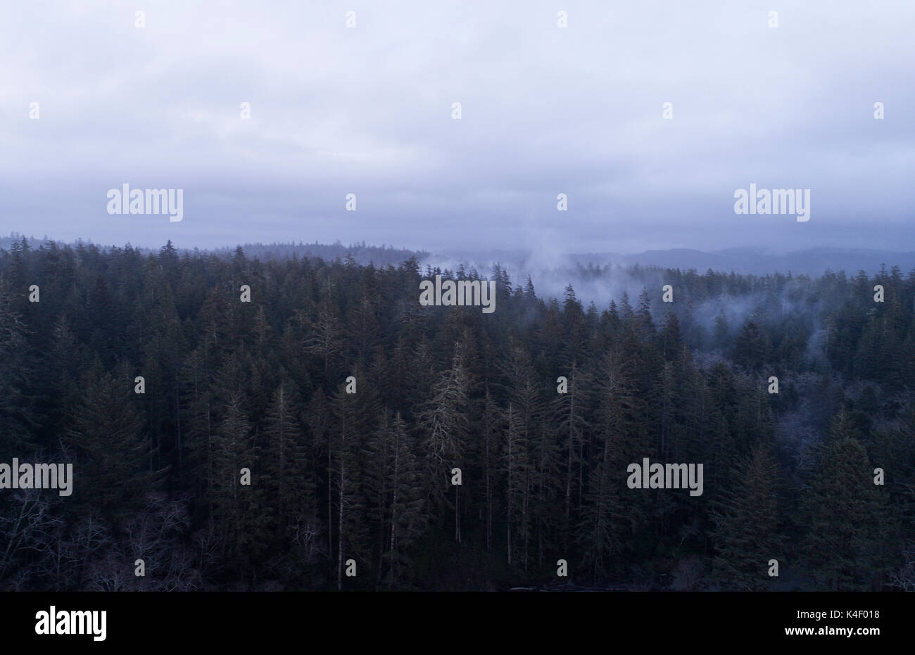 Vista aerea della foresta nel Nord-ovest del Pacifico con la nebbia Foto Stock