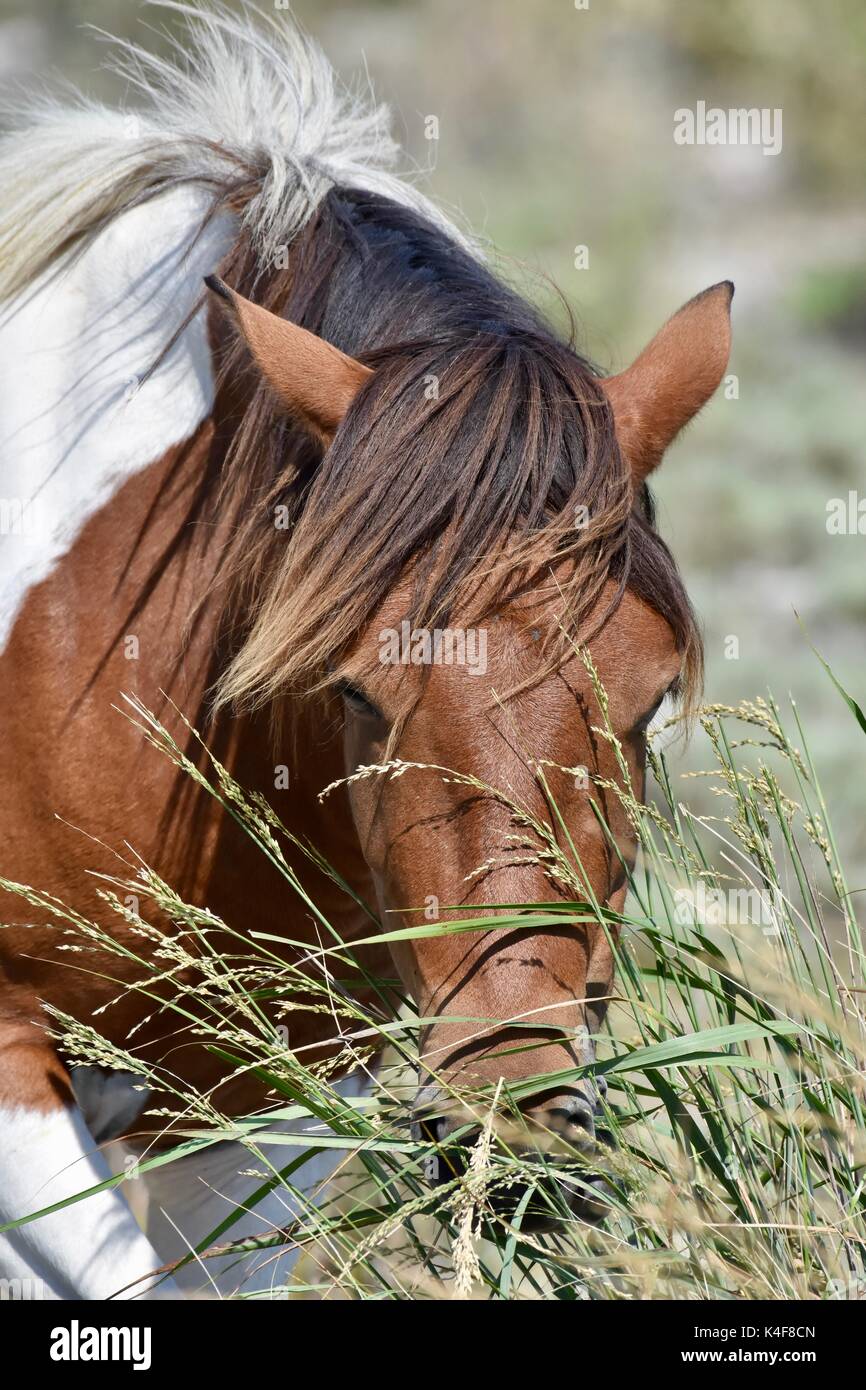 Wild Horse (Equus ferus) presso il Assateague Island National Seashore Foto Stock