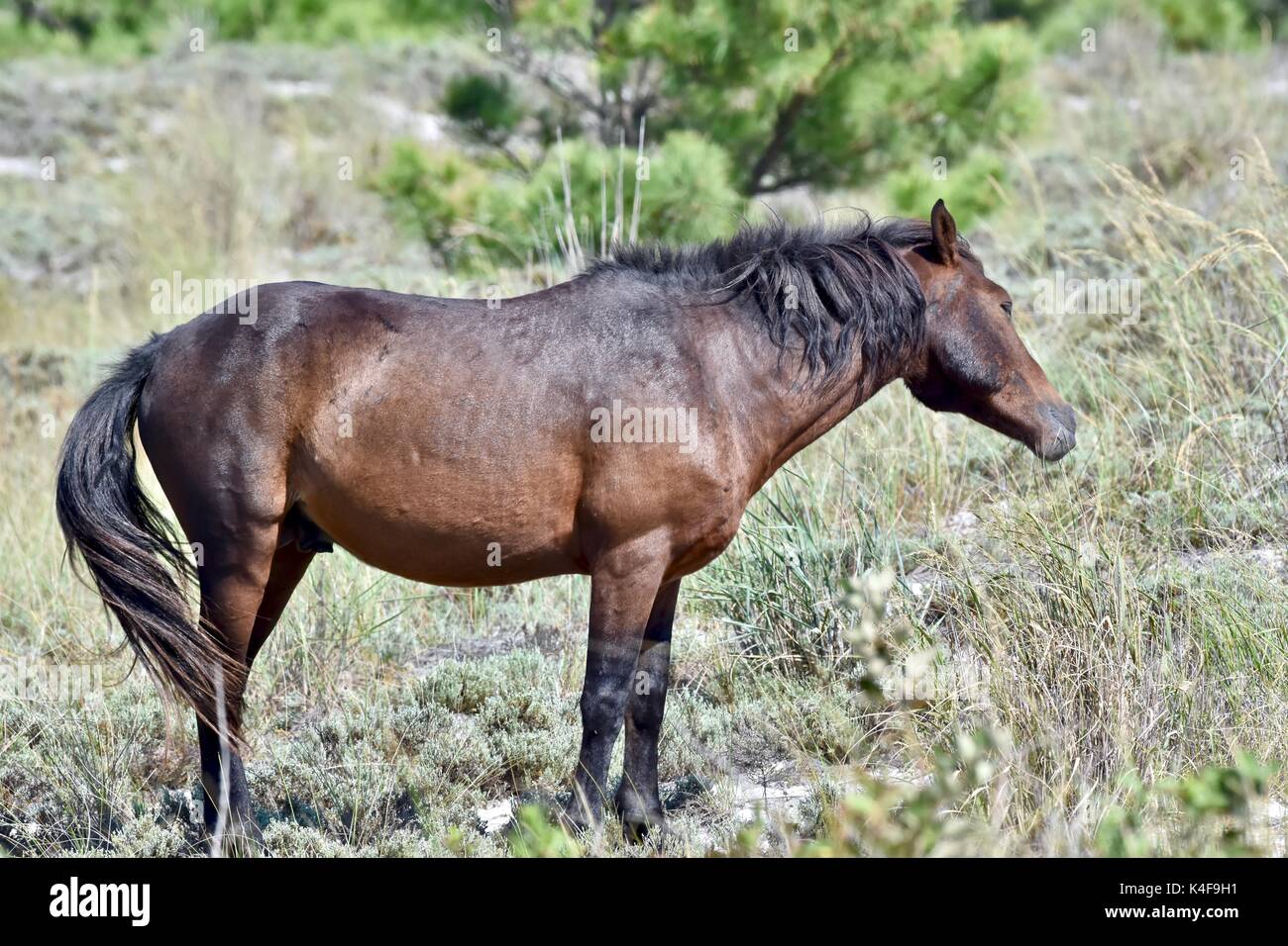 Wild Horse (Equus ferus) presso il Assateague Island National Seashore Foto Stock