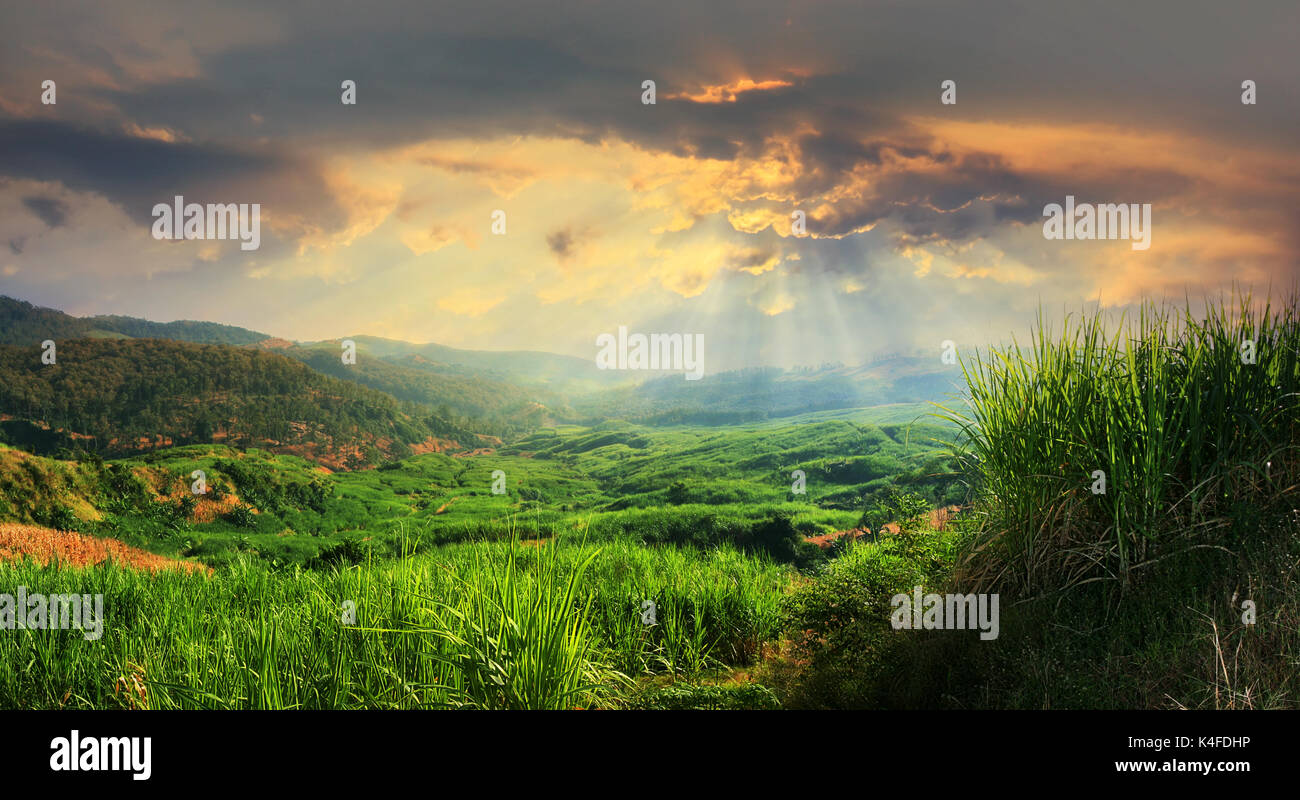 Vista al tramonto del paesaggio coltivato campo piantagione di canna da zucchero sulle montagne Foto Stock