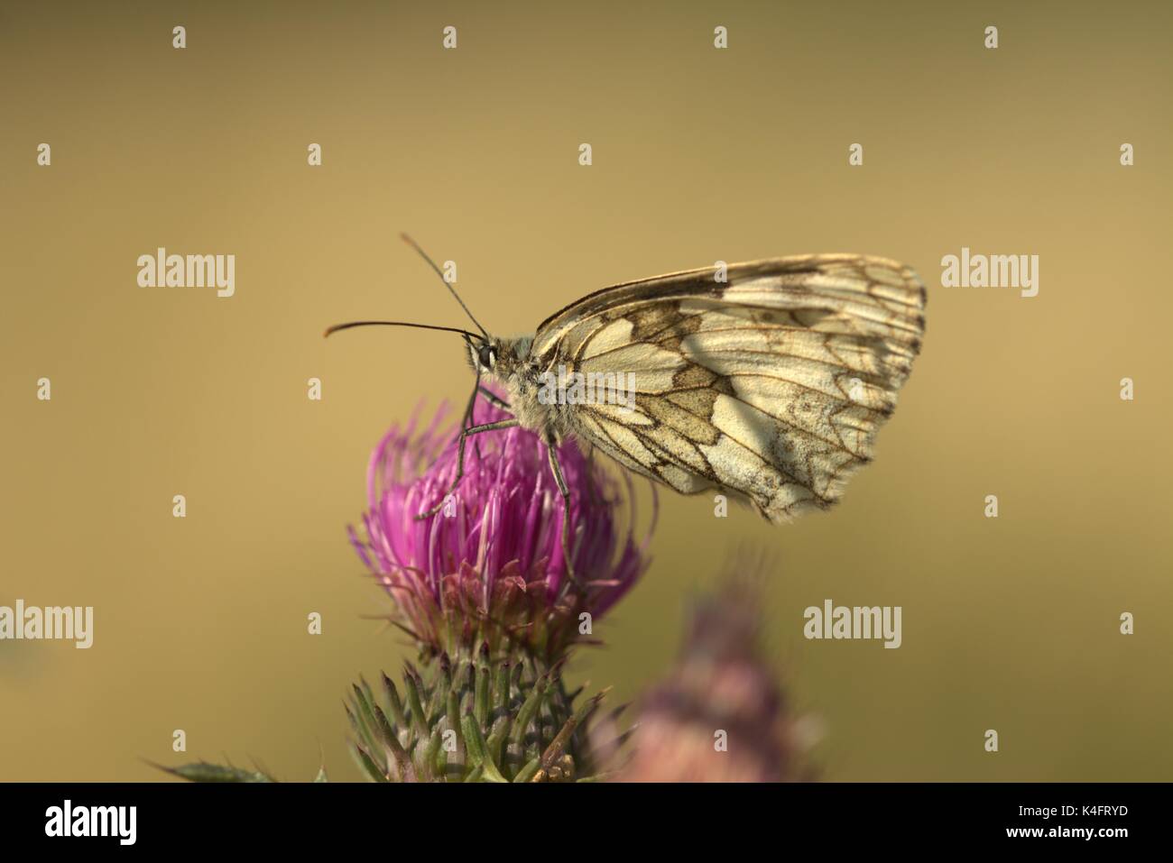 In marmo bianco (Melanargia galathea) farfalla donna seduta su fiore di cardo. Ripresa macro di insetti vivi in natura. Foto Stock