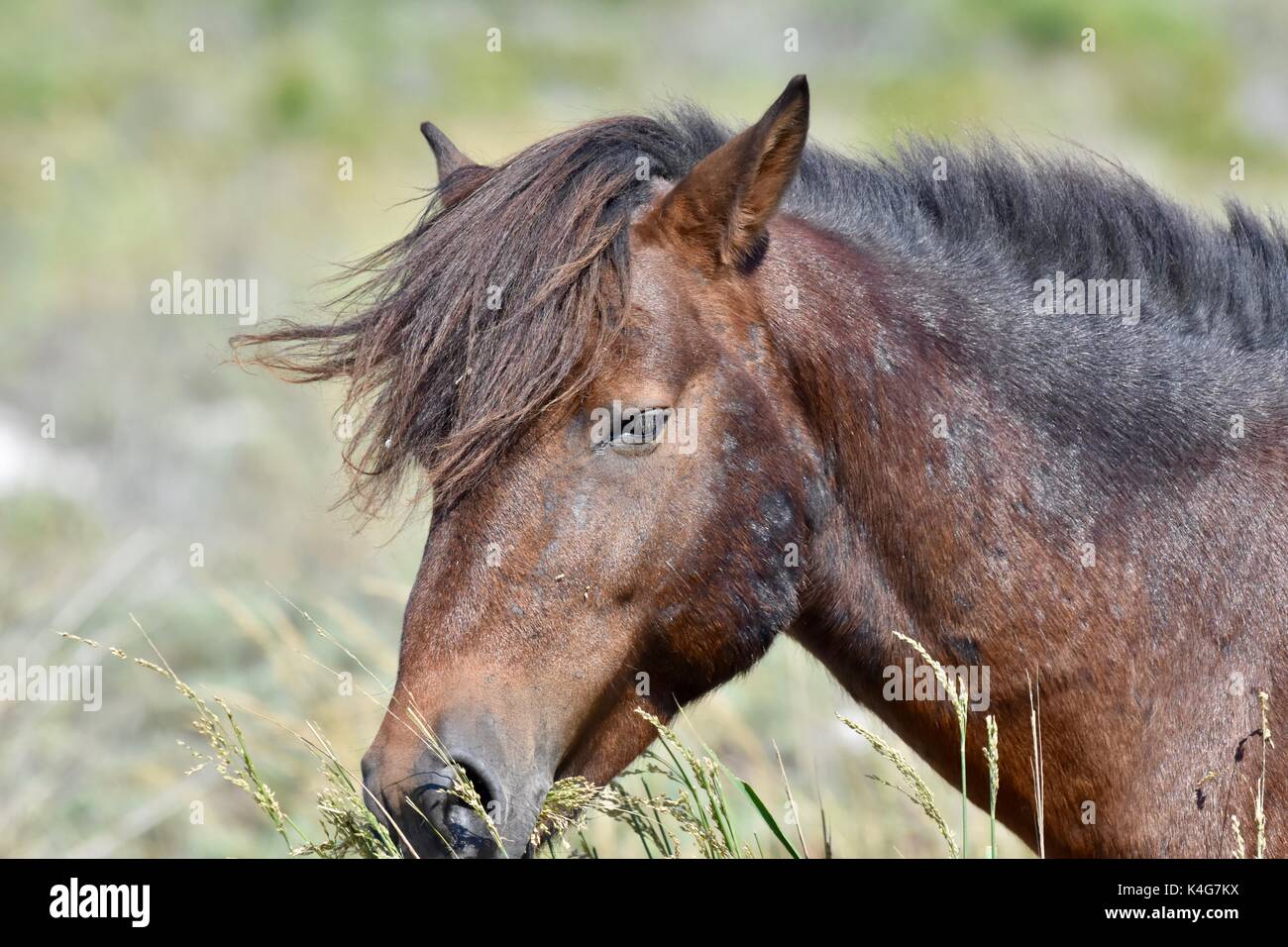 Wild Horse (Equus ferus) presso il Assateague Island National Seashore Foto Stock