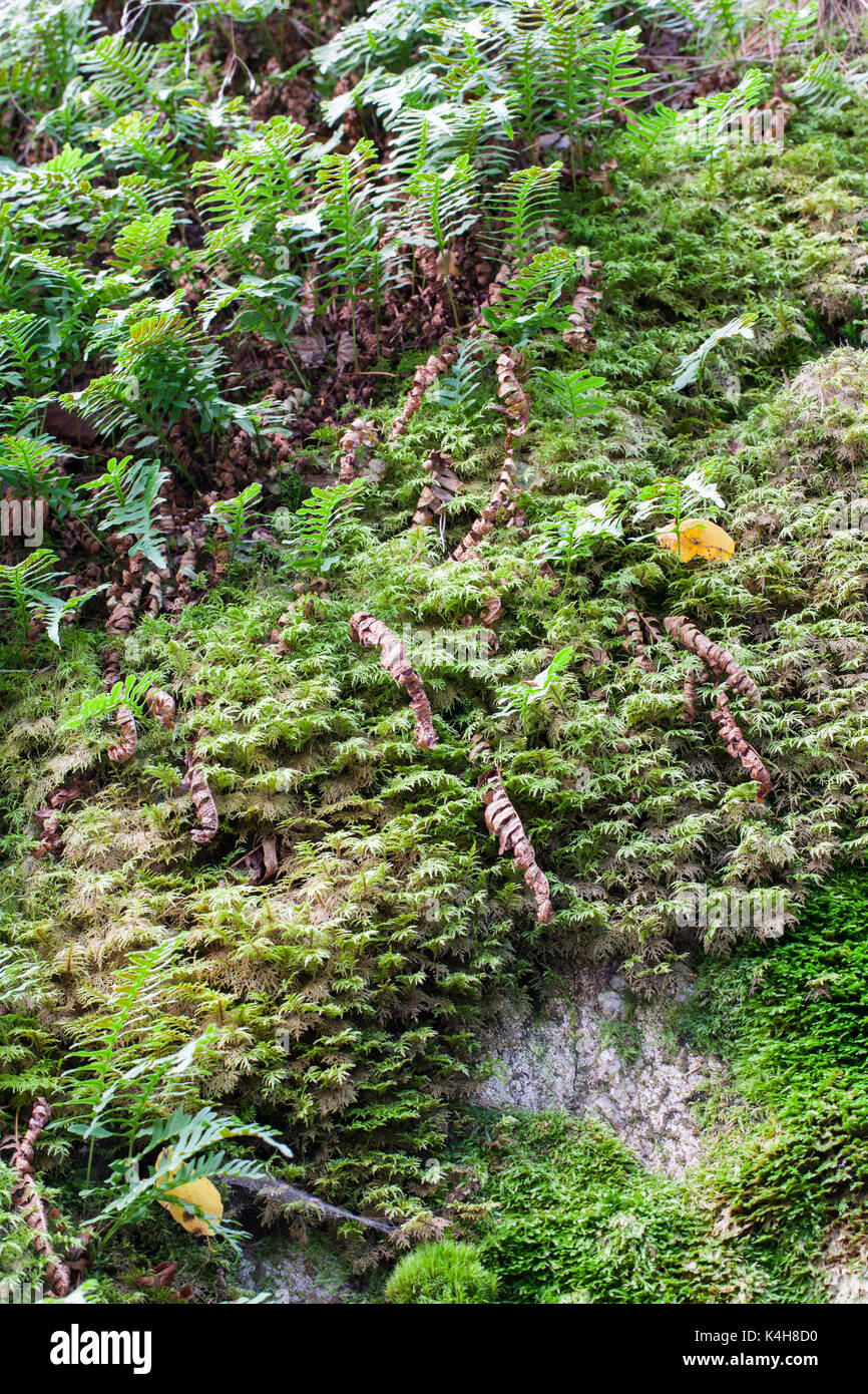 Moss-coperto cliff Foto Stock