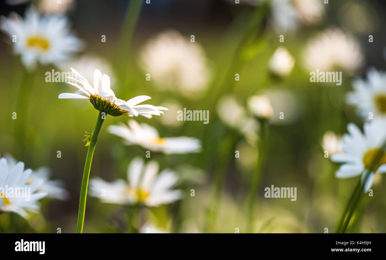Daisy fiore sul prato verde Foto Stock