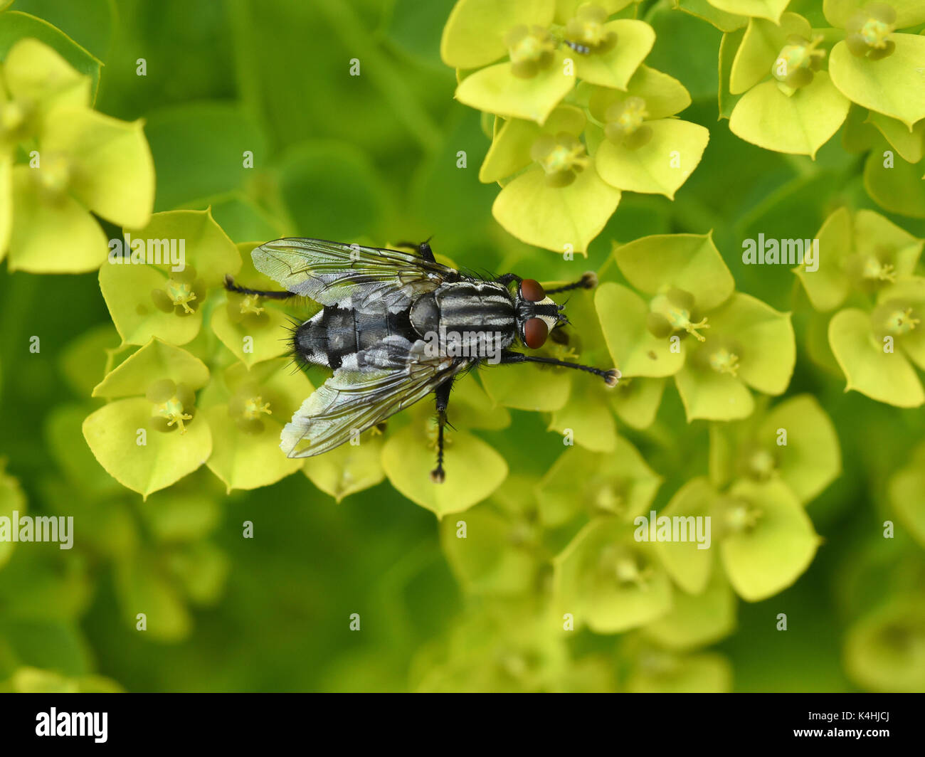 Schmeissfliege, fliege, calliphora vicina, Foto Stock