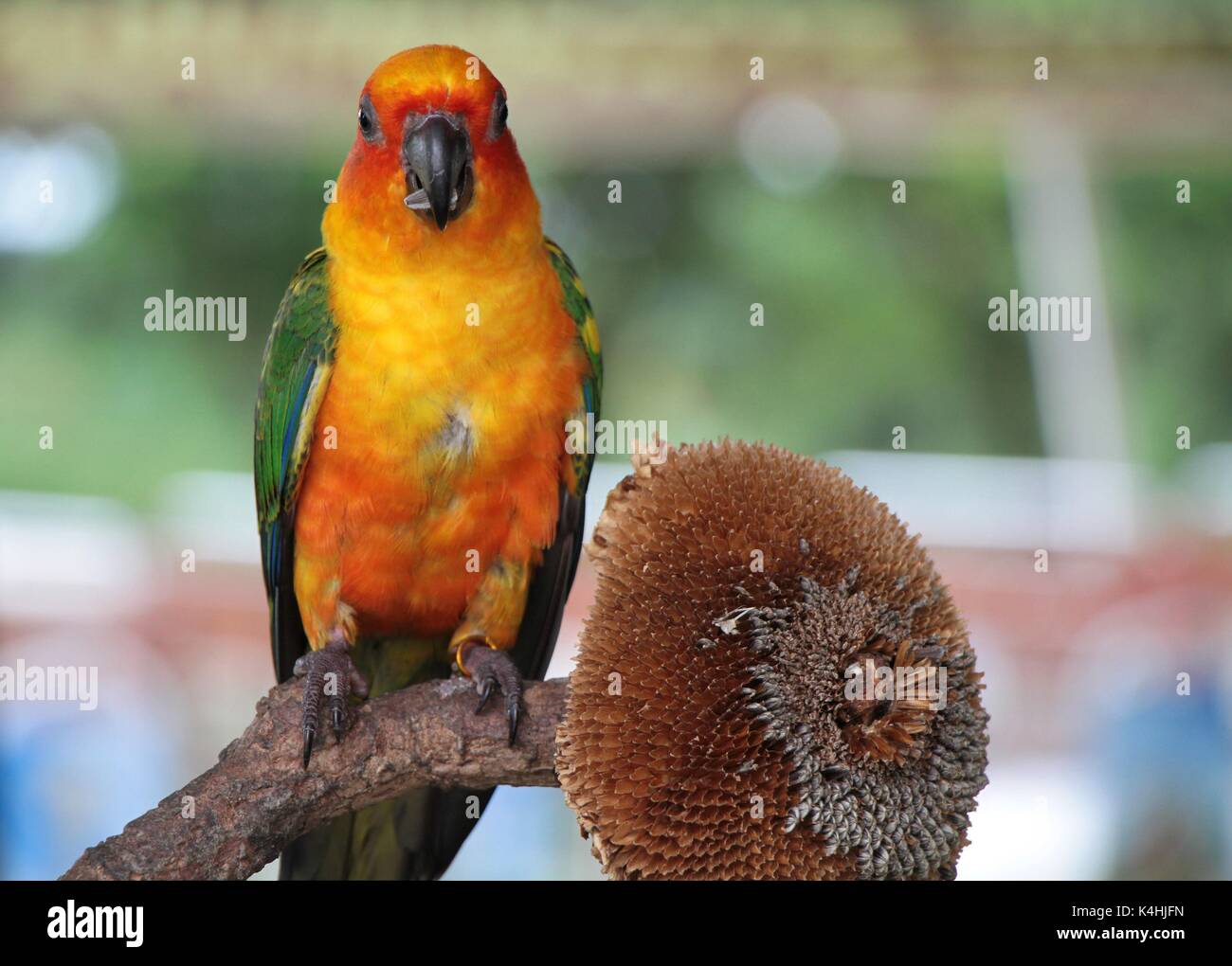 Sun Conure parrot con rosso arancio giallo verde e blu in piedi sul ramo di albero e mangiare i semi di girasole Foto Stock
