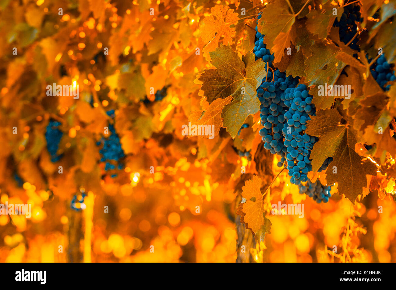 Grappolo di uva, molto superficiale la messa a fuoco Foto Stock