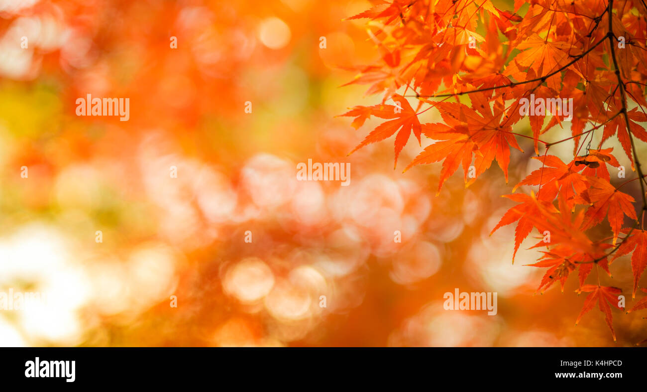 Foglie di autunno, molto superficiale la messa a fuoco Foto Stock