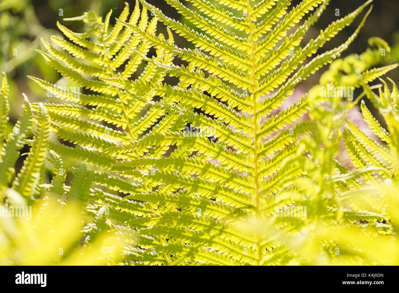 Erba gialla al sole. Colorato sfondo naturale abstract Foto Stock