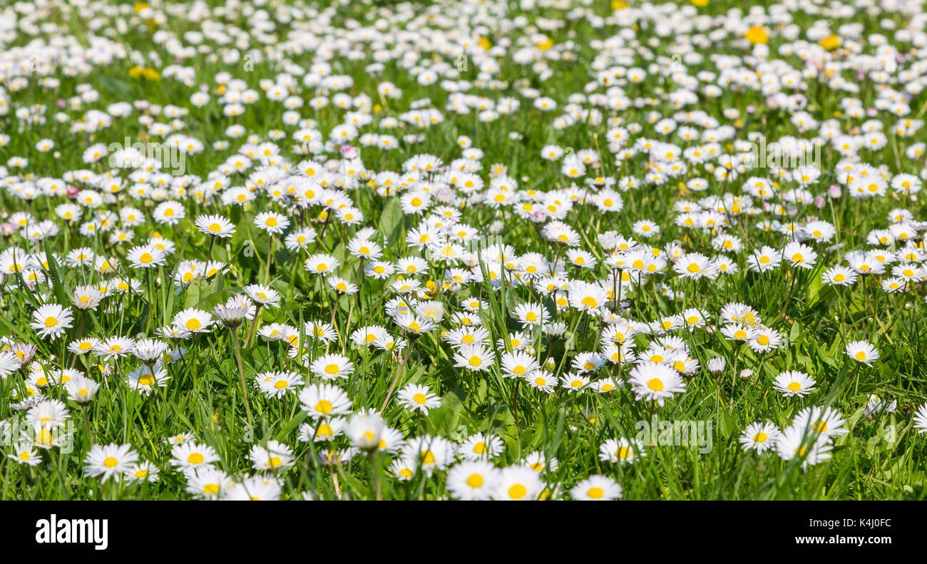 Gänseblümchen (Bellis perennis) auf einer Wiese, Deutschland Foto Stock