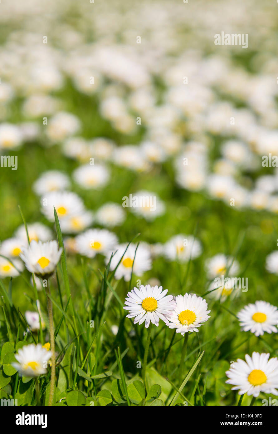 Gänseblümchen (Bellis perennis) auf einer Wiese, Deutschland Foto Stock