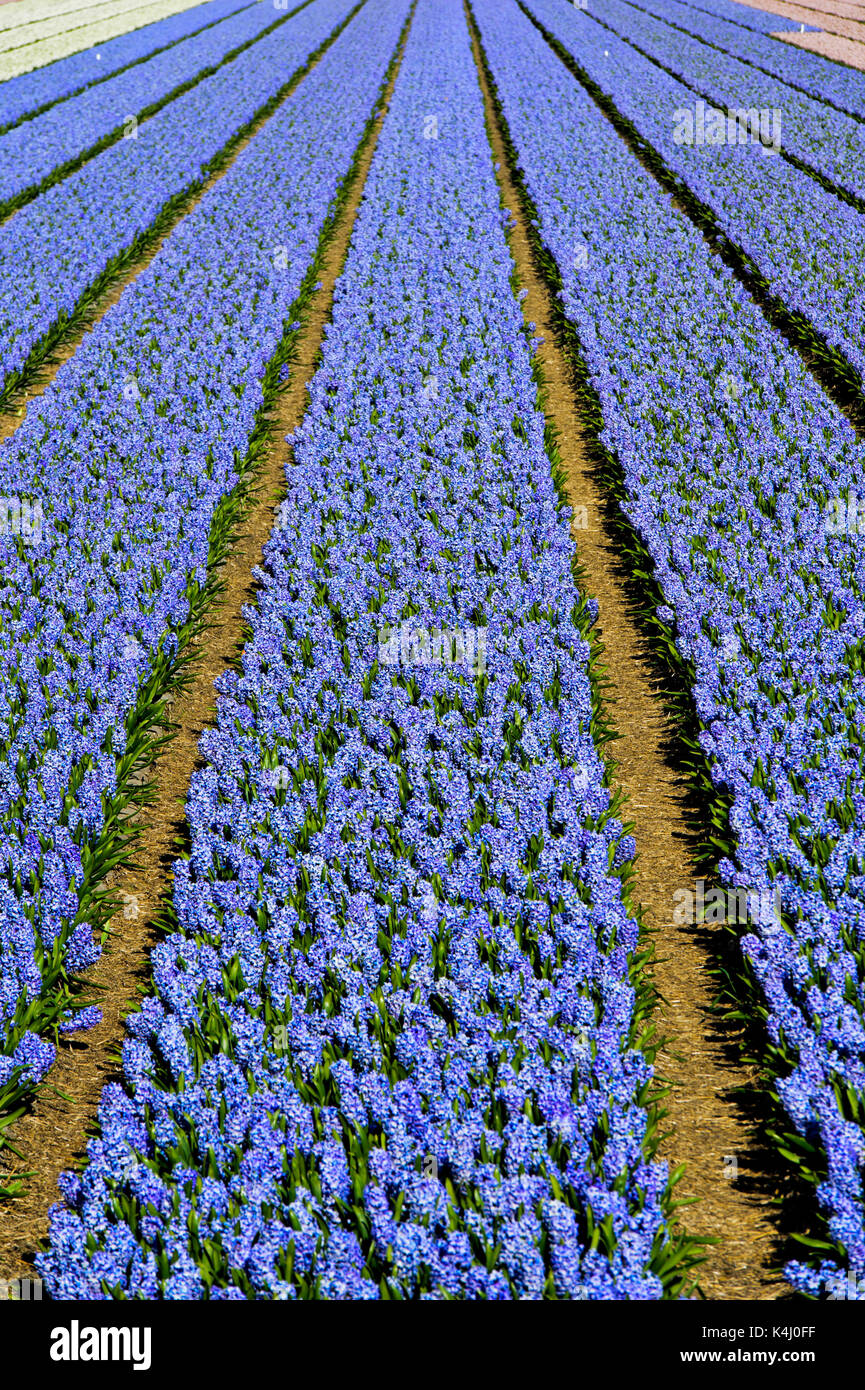 Anbau von blauen Hyazinthen zur Produktion von Blumenzwiebeln in der Blumenzwiebelregion Bollenstreek,Noordwijkerhout, Niederlande Foto Stock