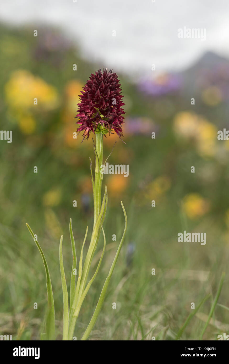 Erdorchidee Männertreu (Nigritella nigra), (Orchidaceae), Val de Bagnes, Wallis, Schweiz Foto Stock