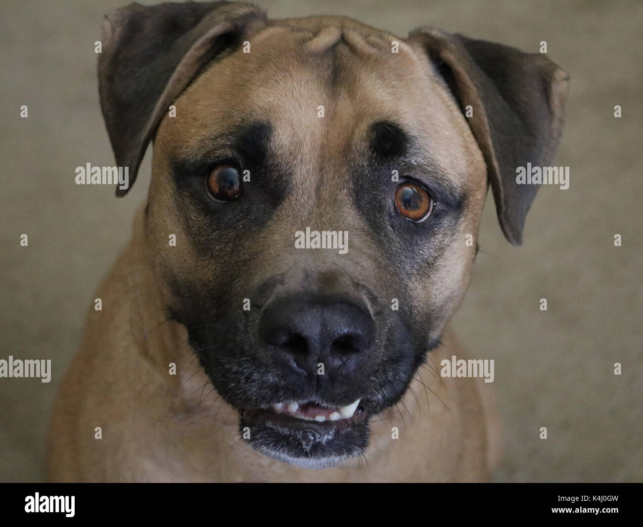 Bocca nera Cur cane è un super cordiale orientata verso la famiglia dei cani da caccia. Foto Stock