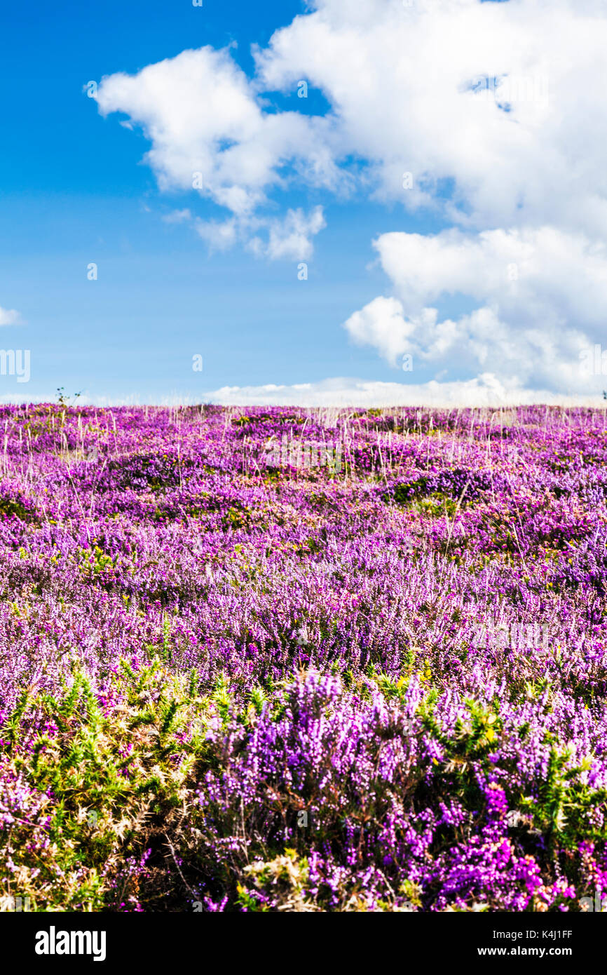 Selvatica di erica viola che crescono lungo la costa sud-ovest percorso nel Parco Nazionale di Exmoor,Somerset. Foto Stock