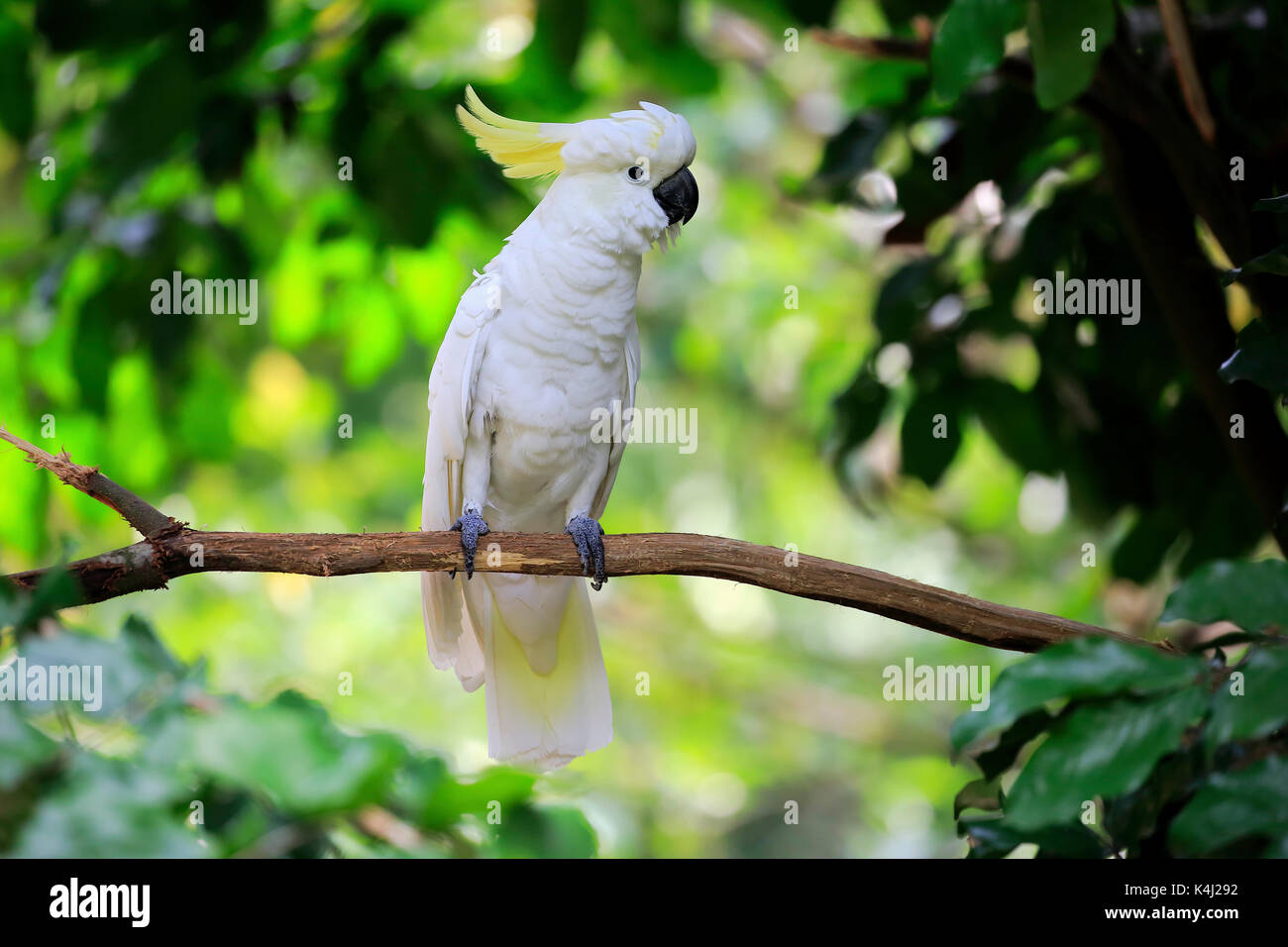 Gelbhaubenkakadu, (Cacatua galerita), Adulto auf Warte, Australien Foto Stock