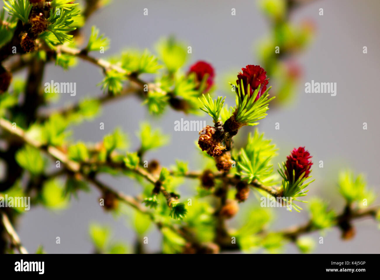 Giovani aghi verde e rosso coni di larice a sfocato lo sfondo grigio in giardino alla giornata di sole Foto Stock