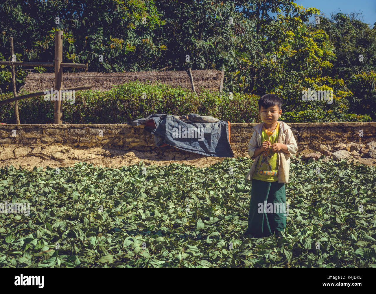 Lo Stato di Shan, MYANMAR Birmania. Un giovane ragazzo in piedi tra le foglie di tè che sono essiccazione al sole. Foto Stock